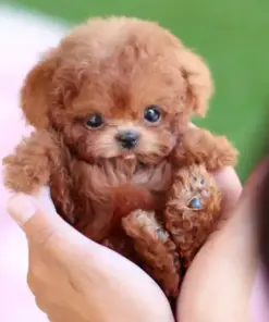 Jeremytis™ My Realistic Robot Puppy