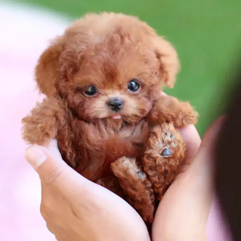 Jeremytis™ My Realistic Robot Puppy