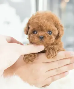 Jeremytis™ My Realistic Robot Puppy