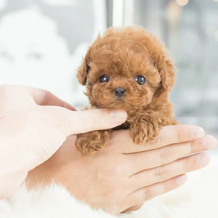 Jeremytis™ My Realistic Robot Puppy
