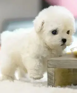 Jeremytis™ My Realistic Robot Puppy