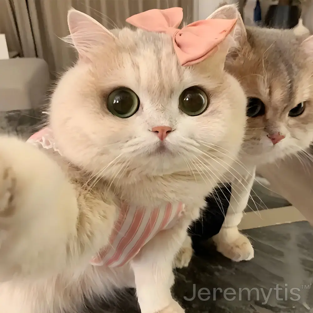 Jeremytis™ TOBY the Robot Dog LUNA the Robot Cat